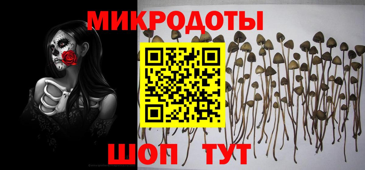 Галлюциногенные грибы Psilocybe Гатчина